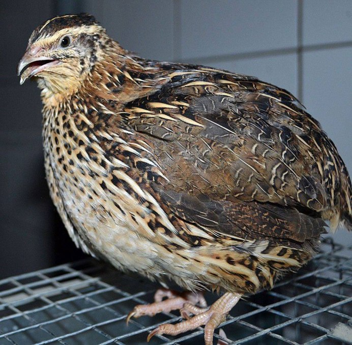 Калифорнийский Quail