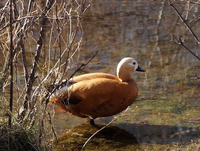Перепелка японская порода