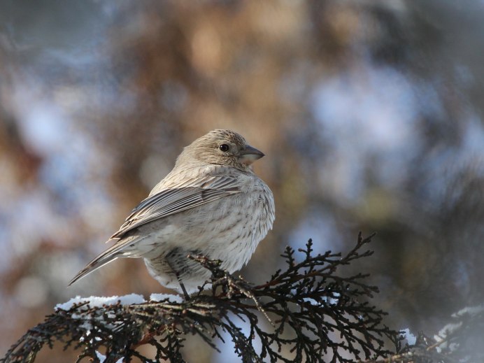 Птичка какает