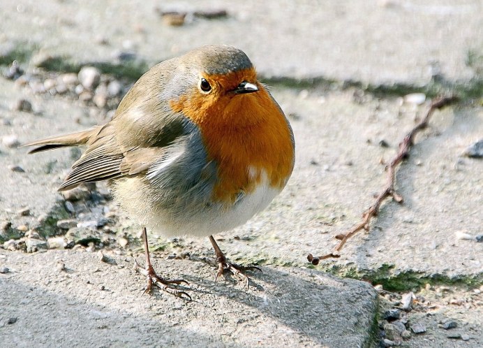 Золотоперый фазан