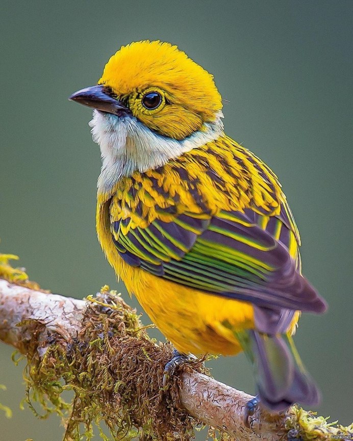 Магнолия Лилифлора птички