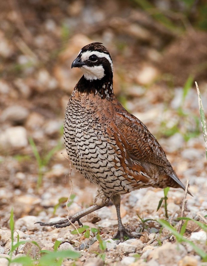 Перепел обыкновенный Coturnix Coturnix