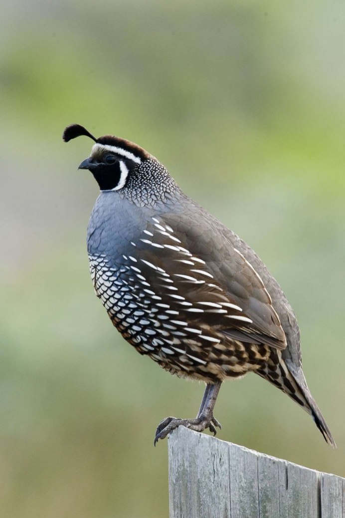 Обыкновенный Дубонос