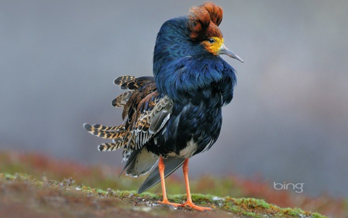 Перепелки породы фараон