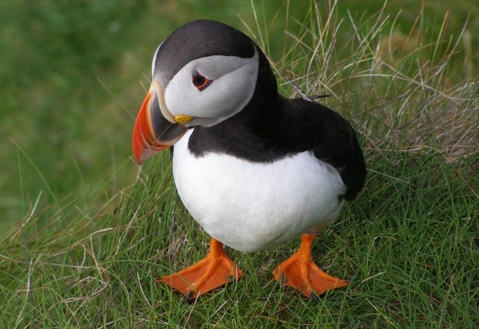 Желтая танагра птица