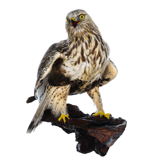 Зимняк (Buteo lagopus)