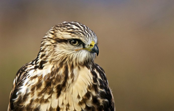 Зимняк (Buteo lagopus)