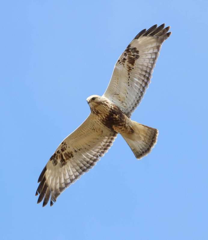 Buteo Buteo avlanmasi