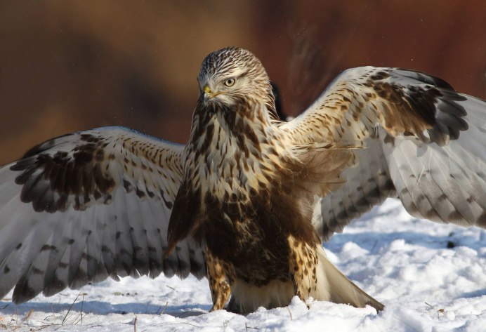 Мохноногий канюк (Зимняк) – Buteo lagopus