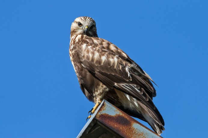 Buteo lagopus vs Buteo Buteo