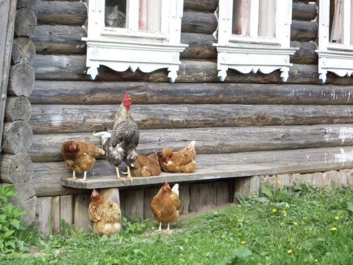 Фермерские куры