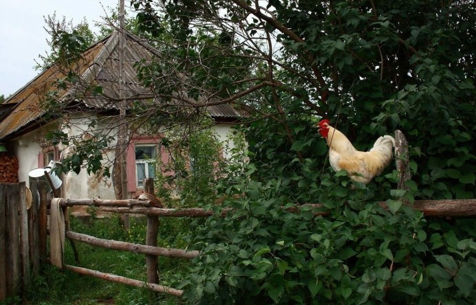 Утро в деревне петух