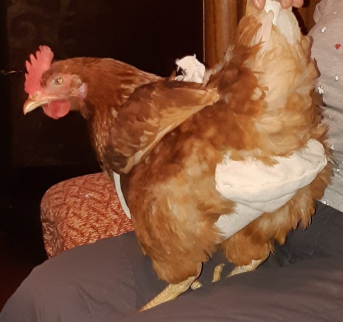 Курица дома