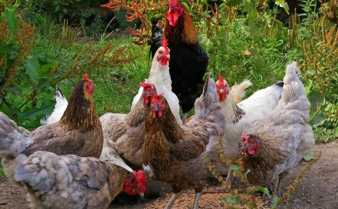 Строим курятник на 10 кур
