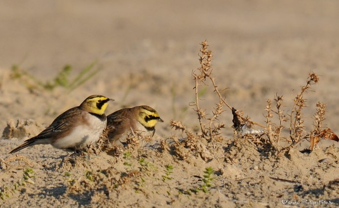 Lark картинки