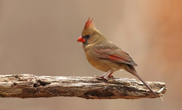 Хохлатая свиристель