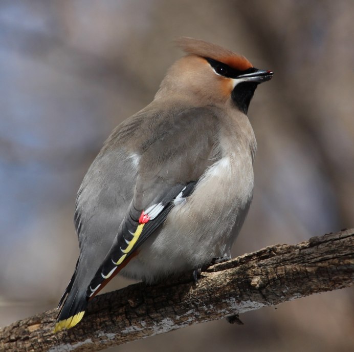 Серая птичка с хохолком Сибирь