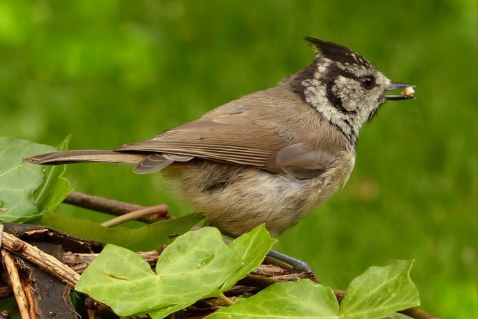 Птица больше воробья с хохолком