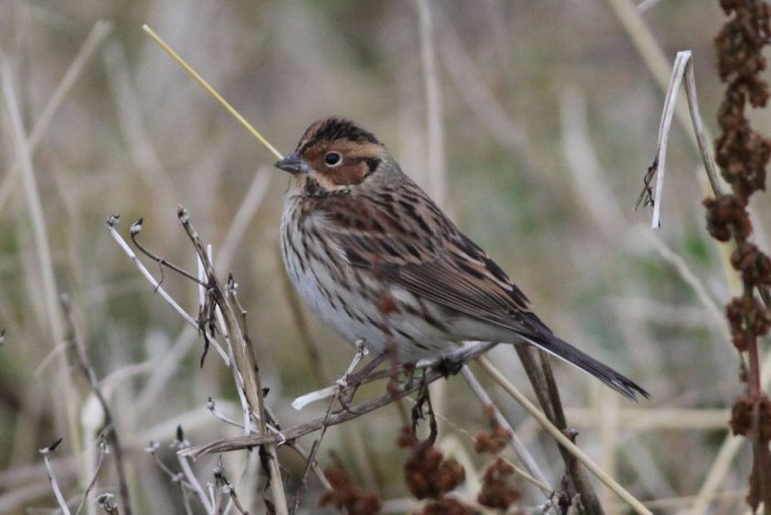 Рыжий Воробушек