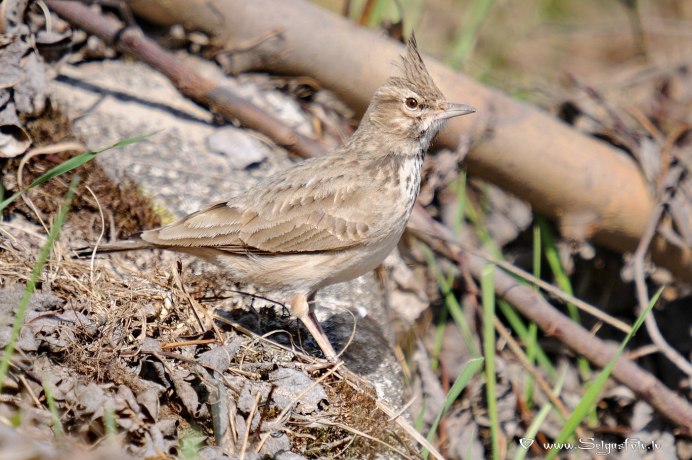 Хохолок полевой Жаворонок