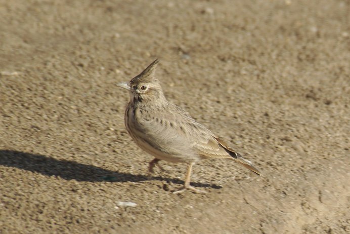 Овсянка Ремез самка