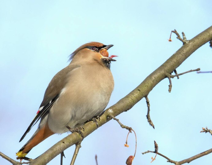 Бирюзовая хохлатая мухоловка