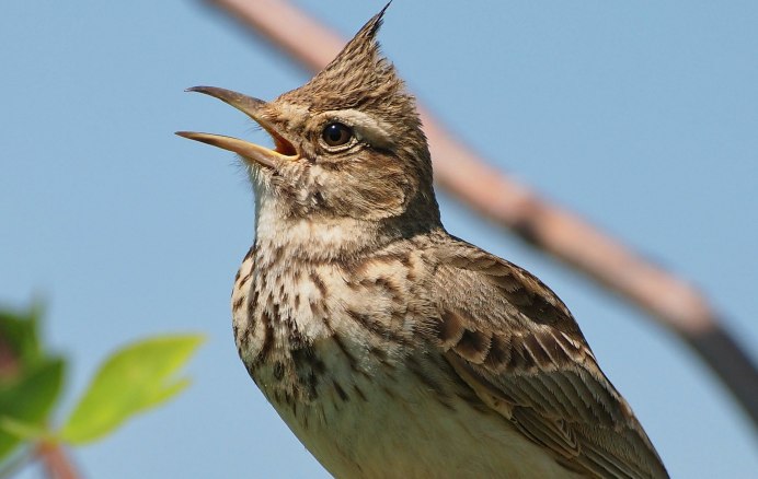 Хохлатая Пичуга