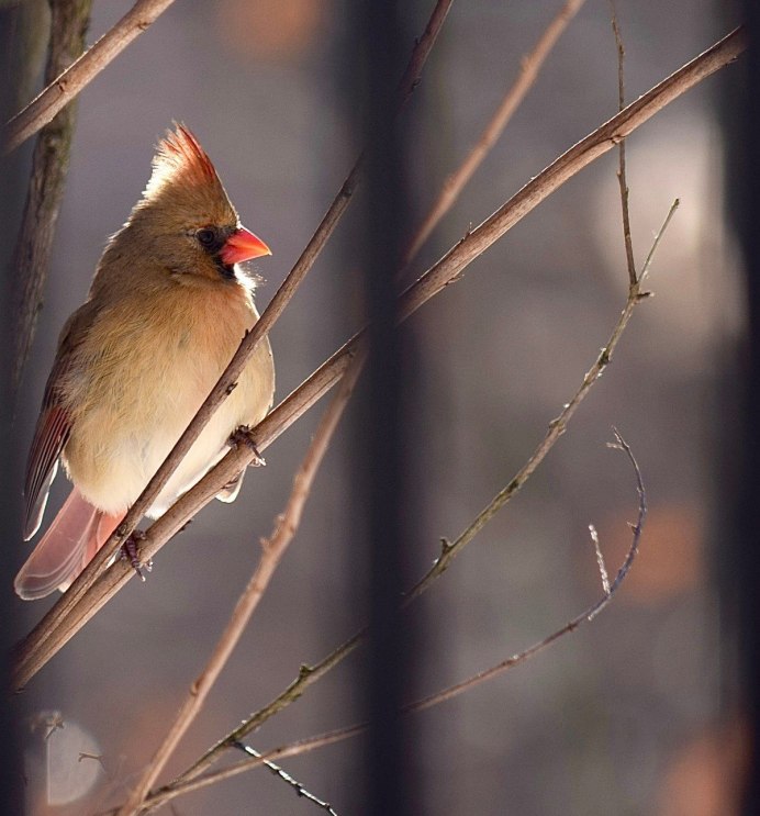 Щегол и Зяблик