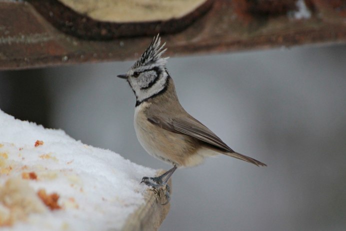 Воробей с красным хохолком