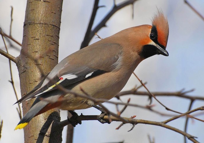 Серая птичка с хохолком