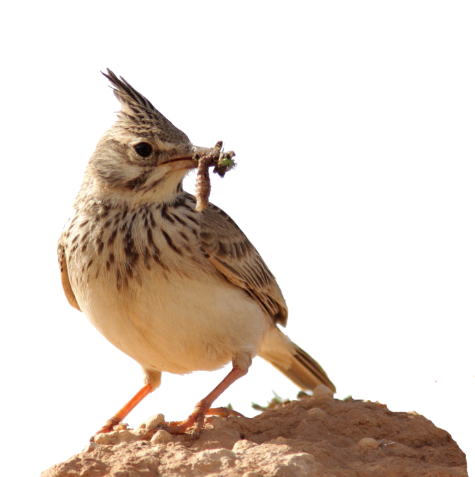 Птенец жаворонка