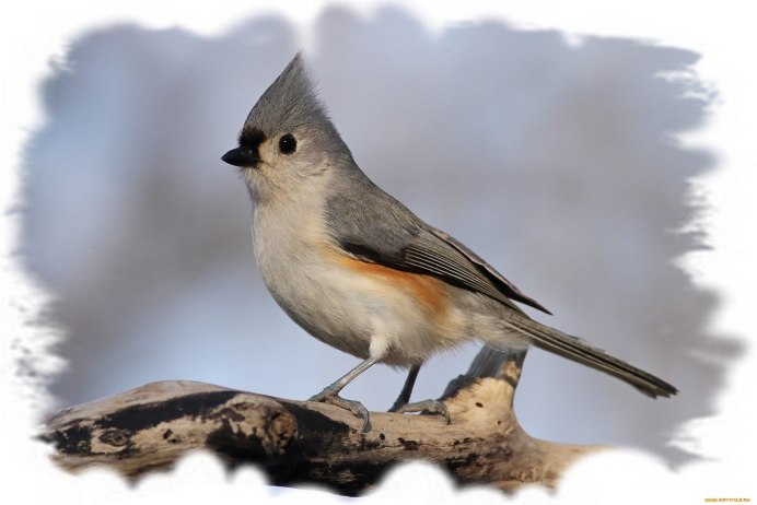 Птичка с хохолком в Подмосковье