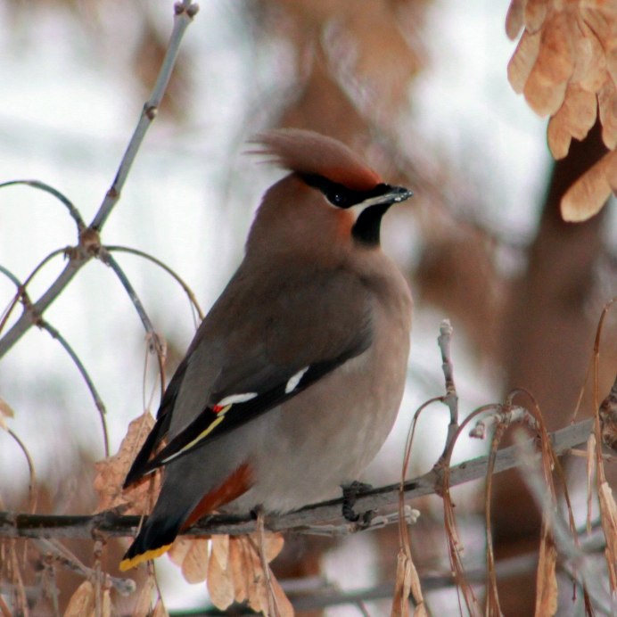 Птичка с хохолком похожа на воробья