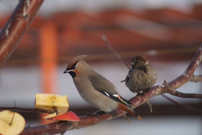 Маленькая серая птичка с хохолком в Подмосковье