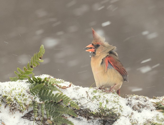 Свиристель без хохолка