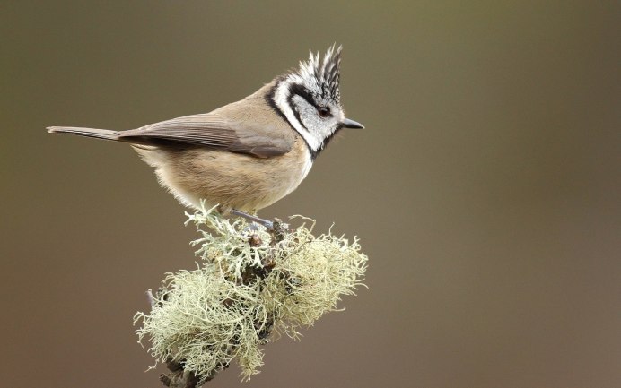 Свиристель зимующая птица