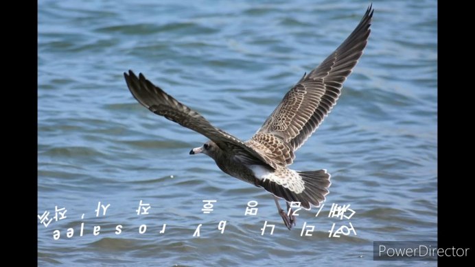 Птица Willet