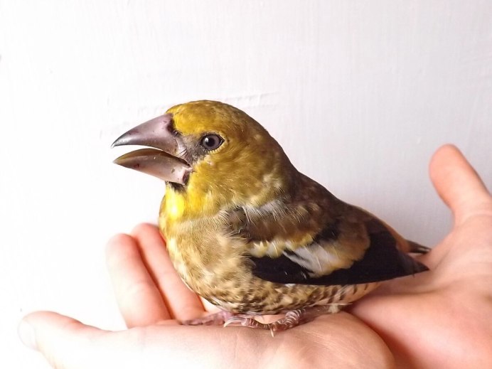 Голуболицый Тукан