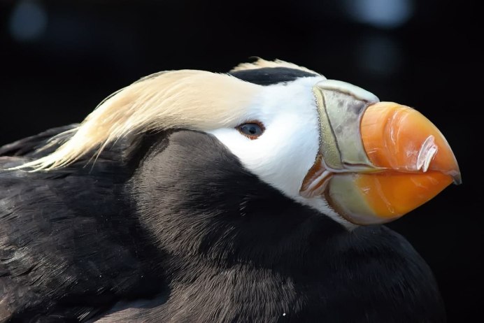 Птичка Дубонос