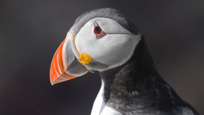 Самочка дубоноса