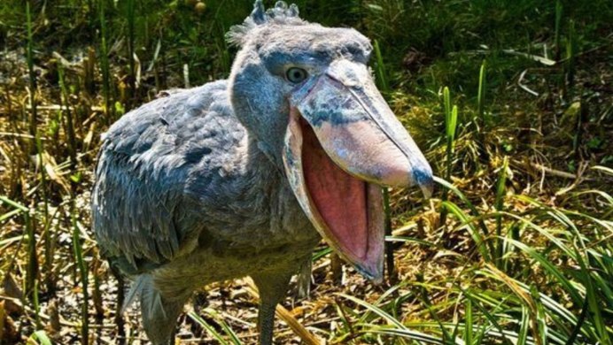 Саравакская Питта