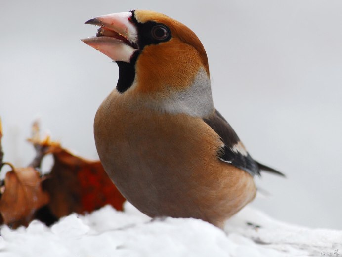 Лимонногорлый Тукан