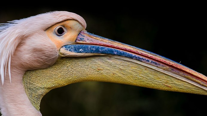 Тропический Тукан Fall guys