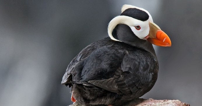 Фламинго и Тукан