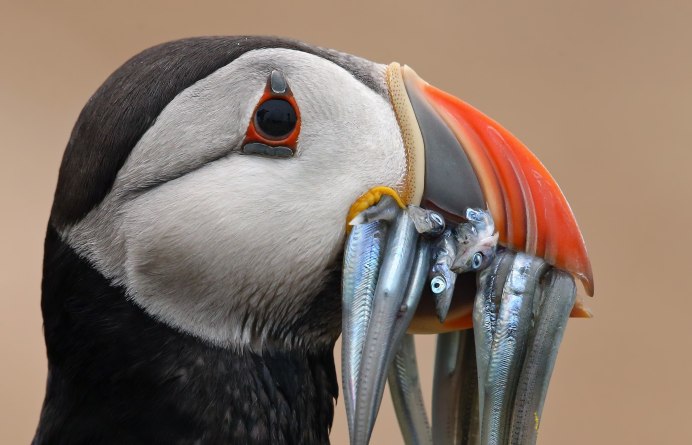 Желтоклювый Тукан