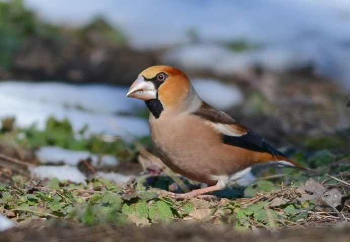 Топорок птица