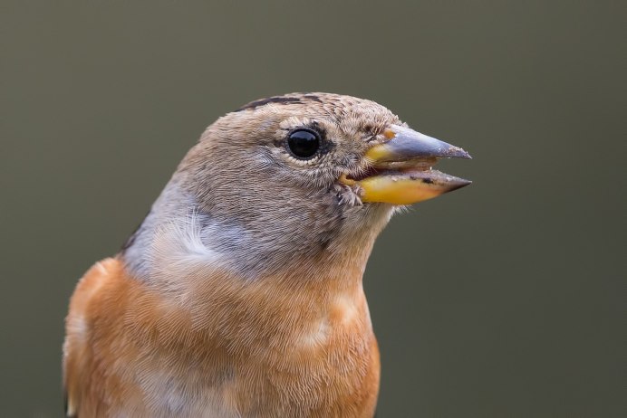 Дубонос и Воробей