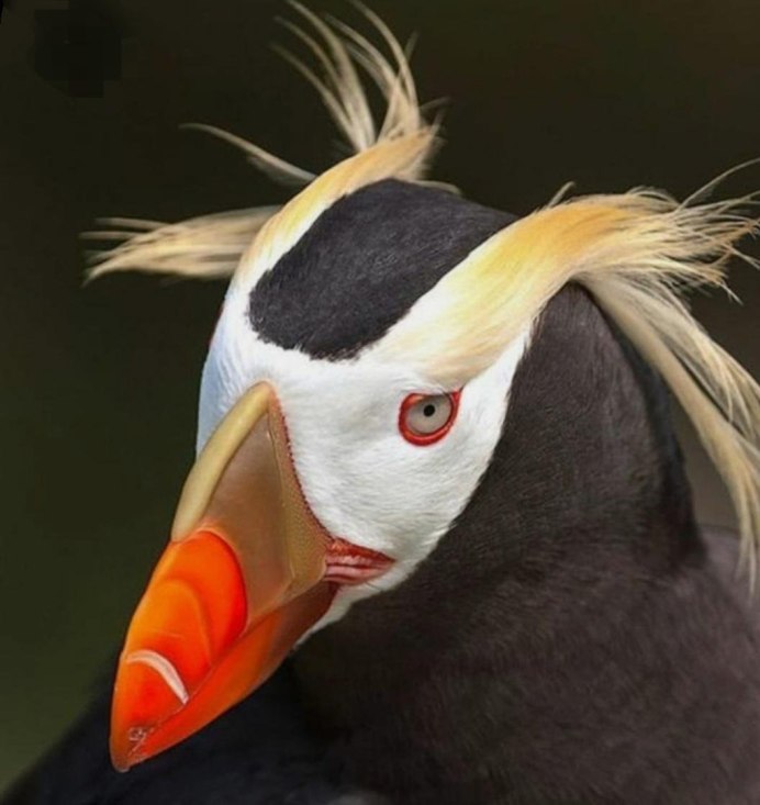 Обыкновенный Дубонос