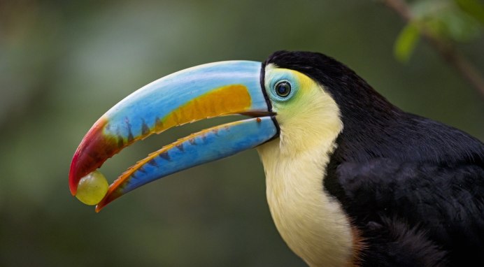 Пингвин с красным клювом