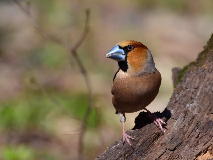 Коричневоспинный Тукан